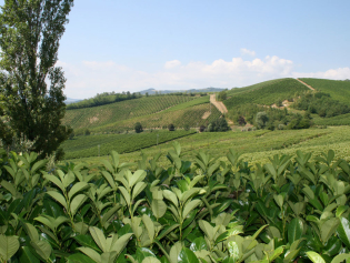 uva-e-vigneto10